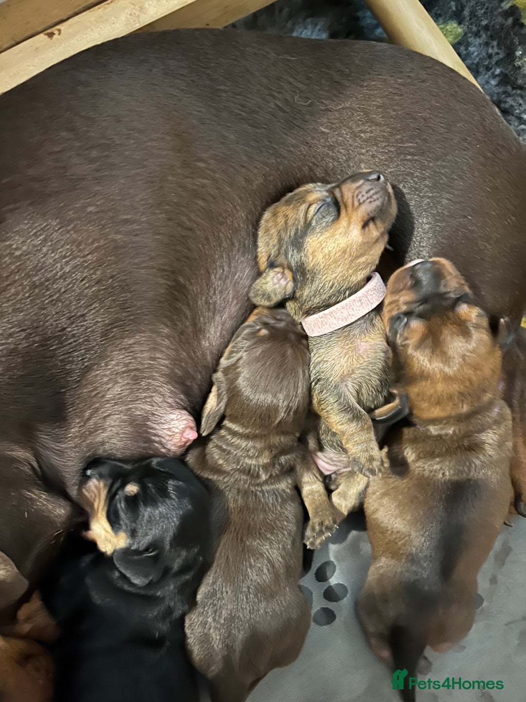 Miniature Dachshund dogs for sale: Four beautiful mini daushunds for sale - Advert 12