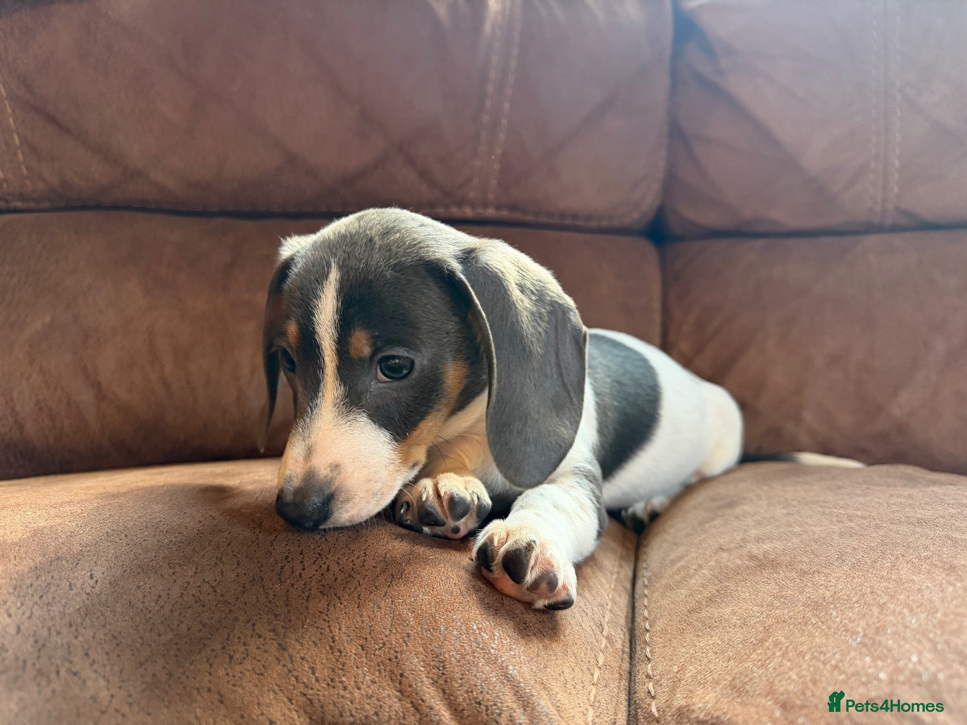 Miniature Dachshund dogs Miniature dachshund puppies 1 boy left - Advert 1