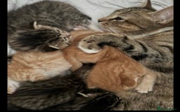 Mixed Breed cats for sale: one male left  - Advert 2