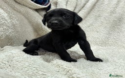Labrador Retriever dogs for sale: Labrador Pups - Image 15