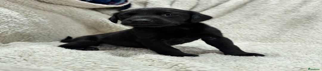 Labrador Retriever Puppy 6