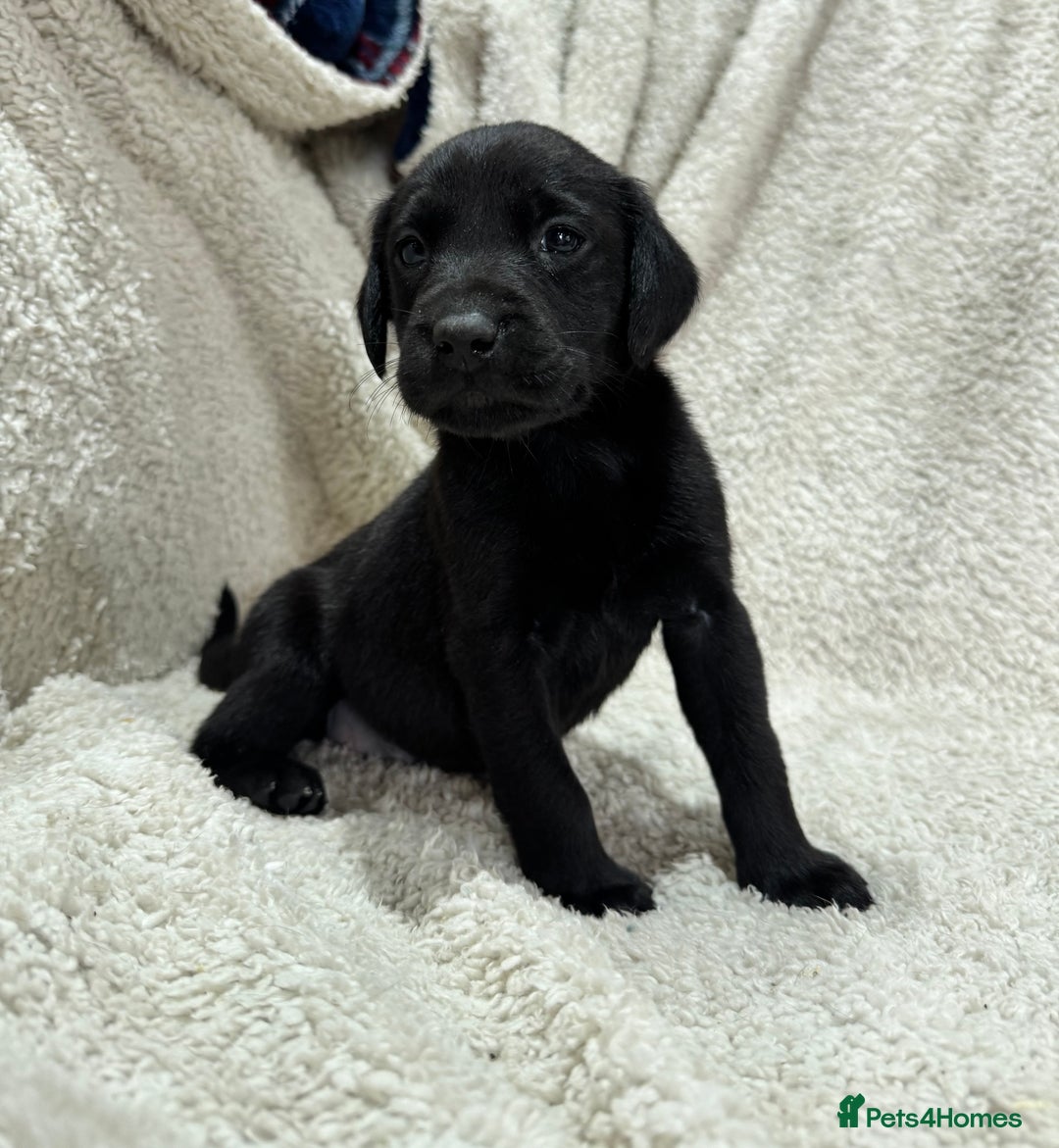 Labrador Retriever dogs for sale: Labrador Pups - Image 15