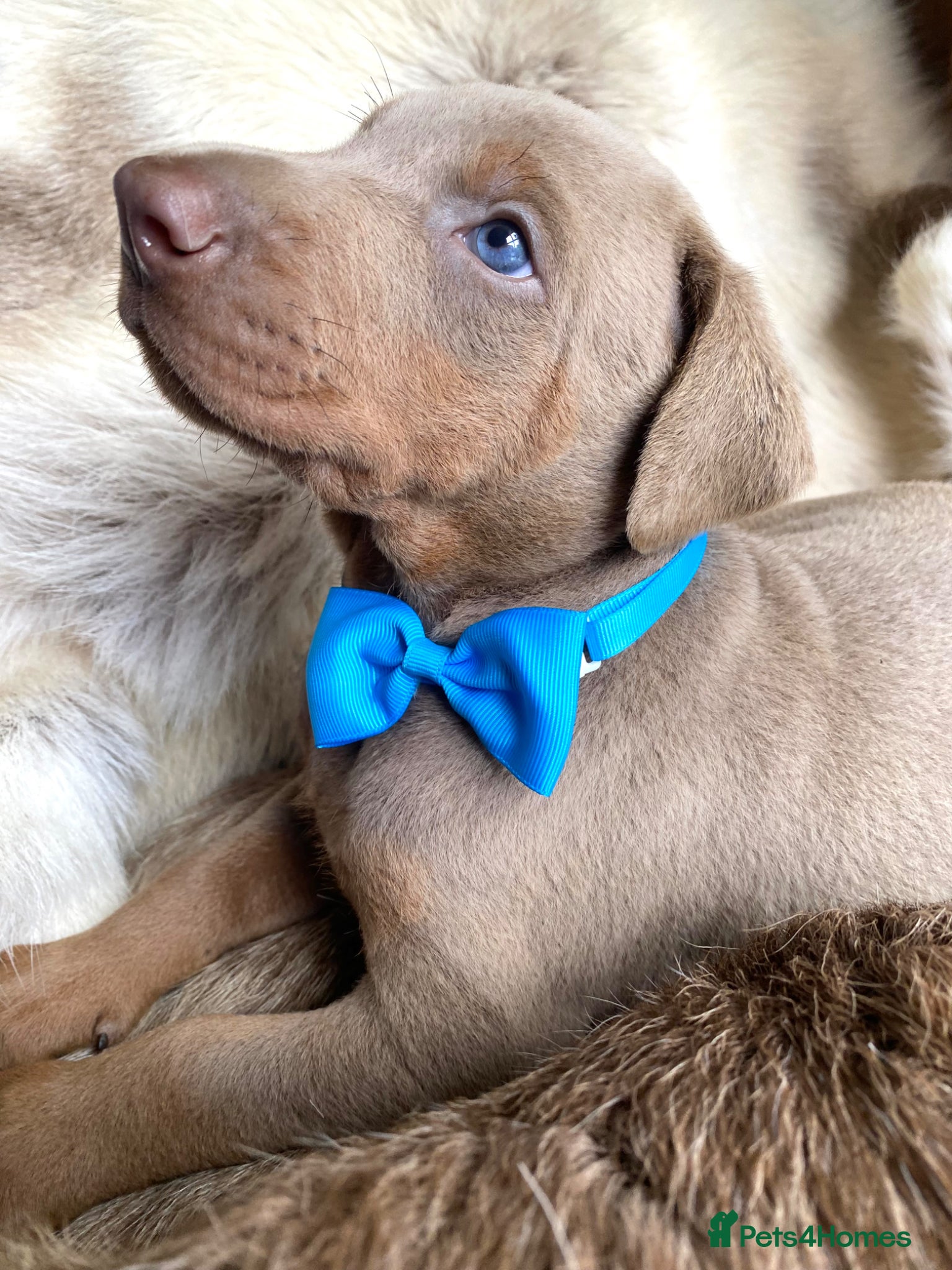Dobermann dogs for sale: *KC REGISTERED* HEALTH TESTED DOBERMAN PUPPIES - Advert 3