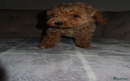 Toy Poodle dogs for sale: Toy poodle puppy - Image 16