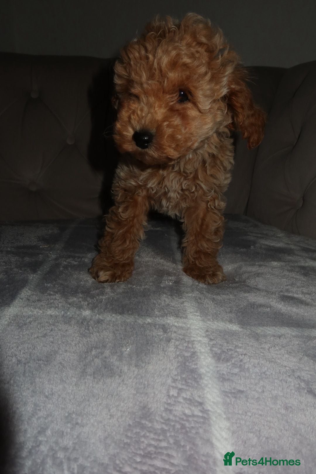 Toy Poodle dogs for sale: Toy poodle puppy - Image 16