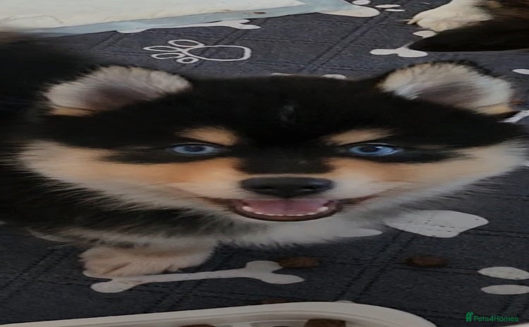 Pomsky dogs - Advert 4