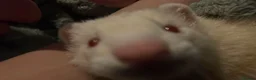 Ferret rodents for sale: Male Ferret for sale in Stockport - Advert 1