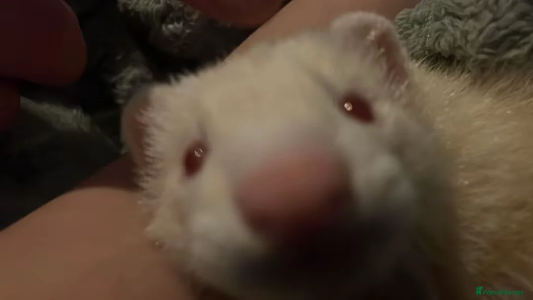Ferret rodents for sale: Male Ferret for sale in Stockport - Advert 1