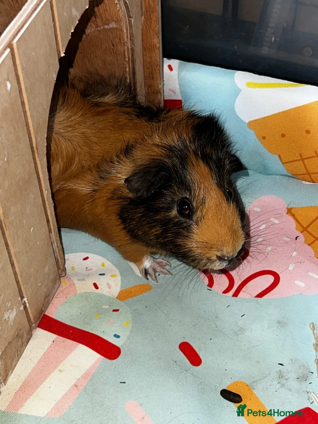 Guinea Pig rodents for sale: Mother daughter duo 💕 - Advert 2
