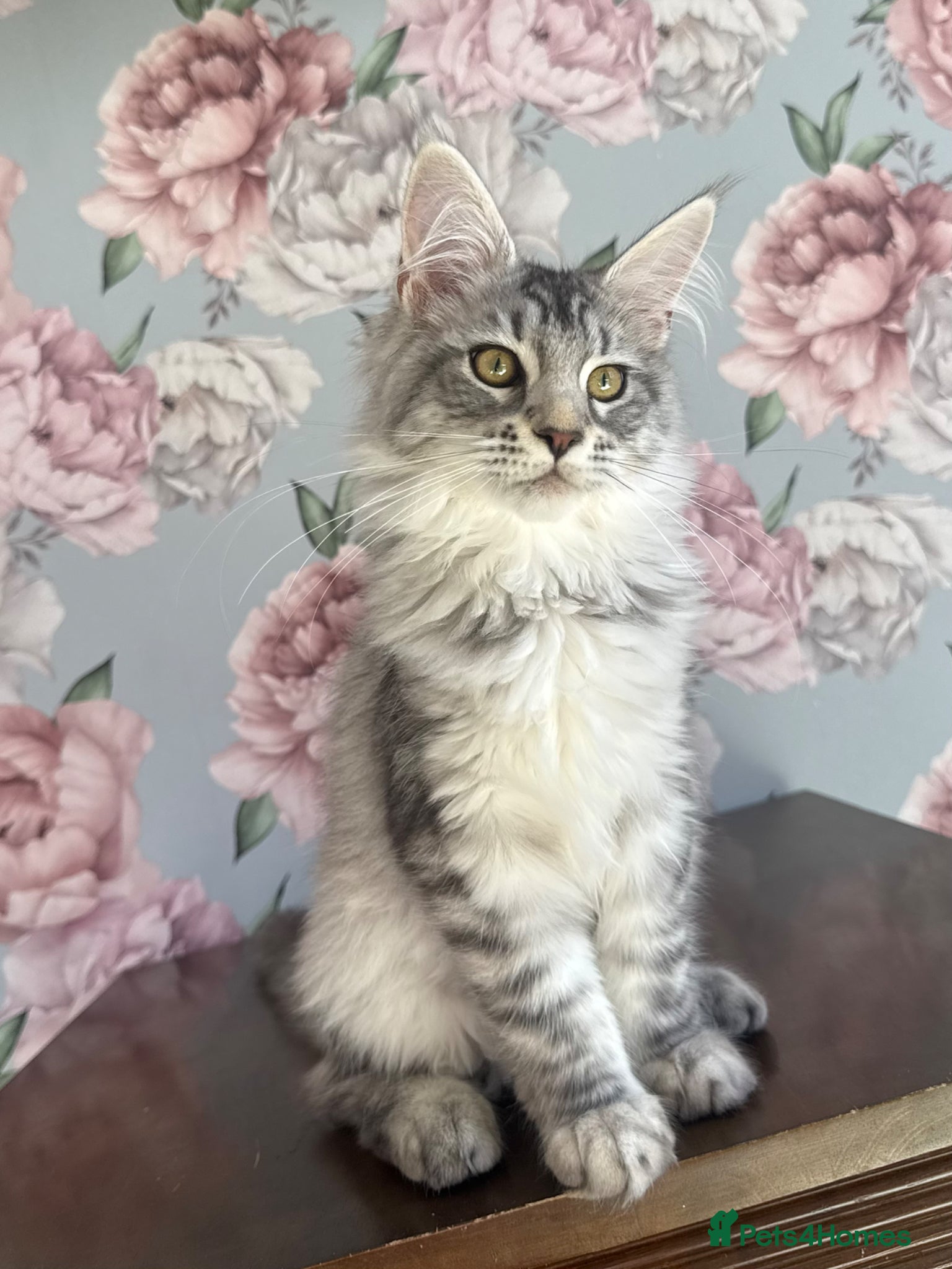 Maine Coon cats for sale: TICA Maine Coon Kittens - Advert 1