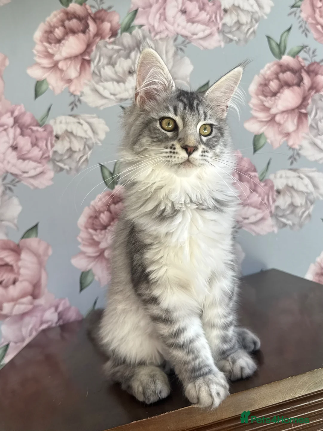 Maine Coon cats for sale: TICA Maine Coon Kittens - Advert 1