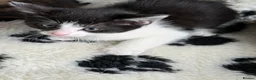 Mixed Breed cats for sale: BEAUTIFUL KITTENS FOR SALE x BSH 💙 💙🩷🩷 £85  - Advert 5