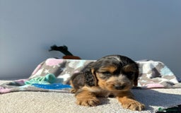 Cocker Spaniel dogs for sale: Show Cocker Spaniel puppies - Image 18