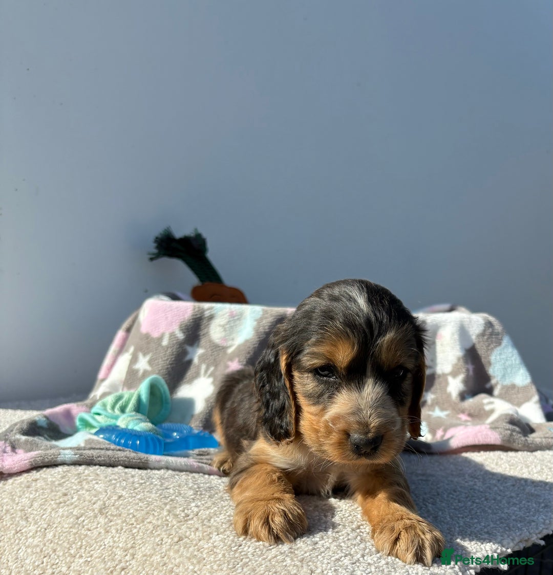 Cocker Spaniel dogs for sale: Show Cocker Spaniel puppies - Image 18