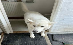 Shepsky dogs for sale: 9 year old shepsky looking for a forever home  - Image 1