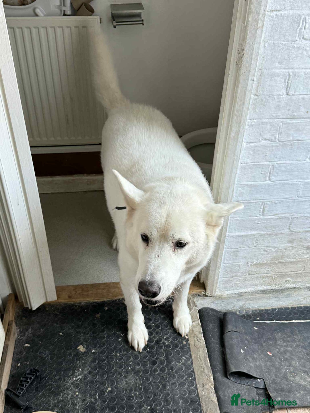 Shepsky dogs for sale: 9 year old shepsky looking for a forever home  - Image 1