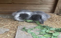 Mini Lion Lop rabbits for sale: 2 Mini Lion Lop Babies - Image 6