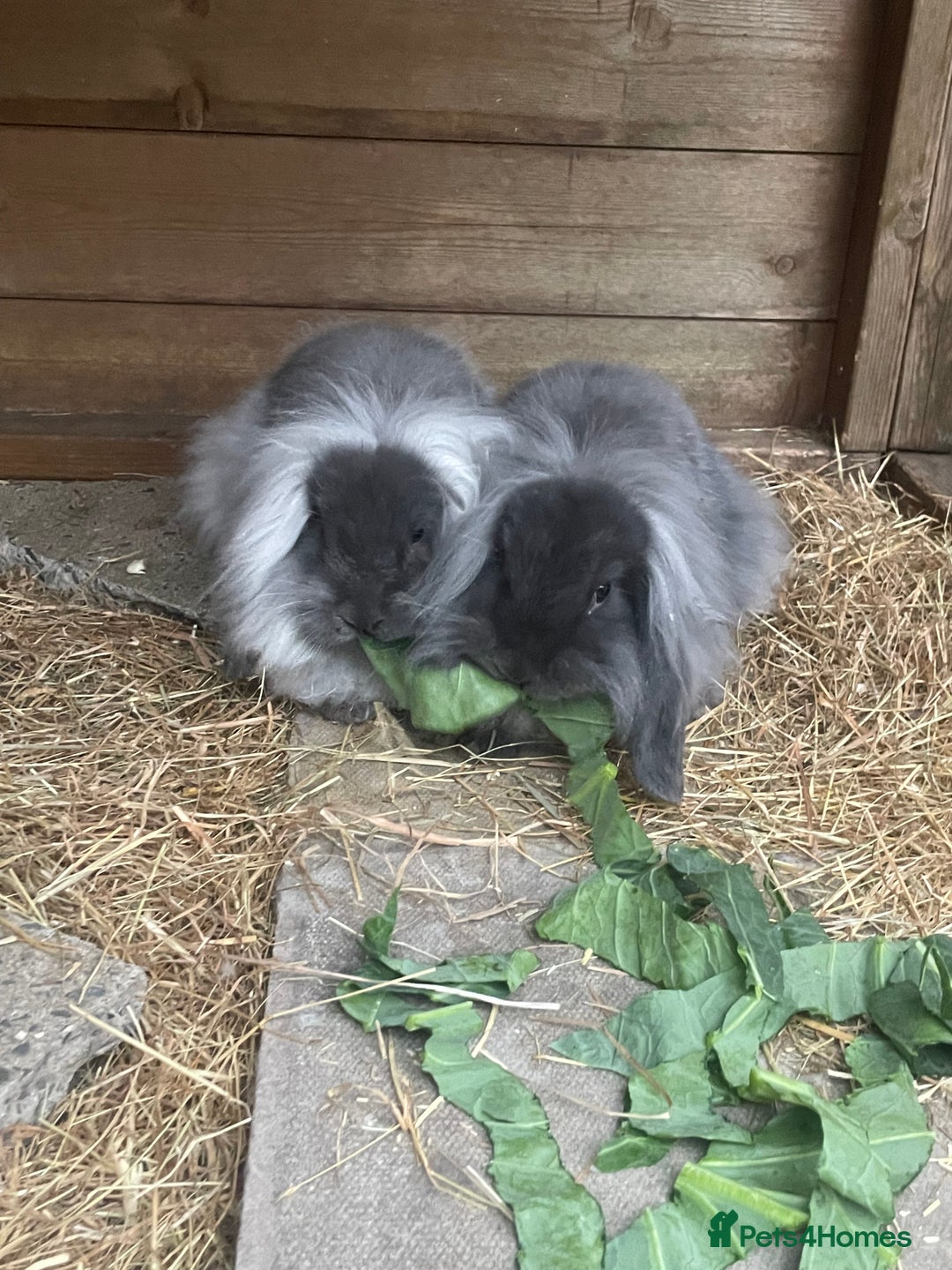 Mini Lion Lop rabbits for sale: 2 Mini Lion Lop Babies - Image 6