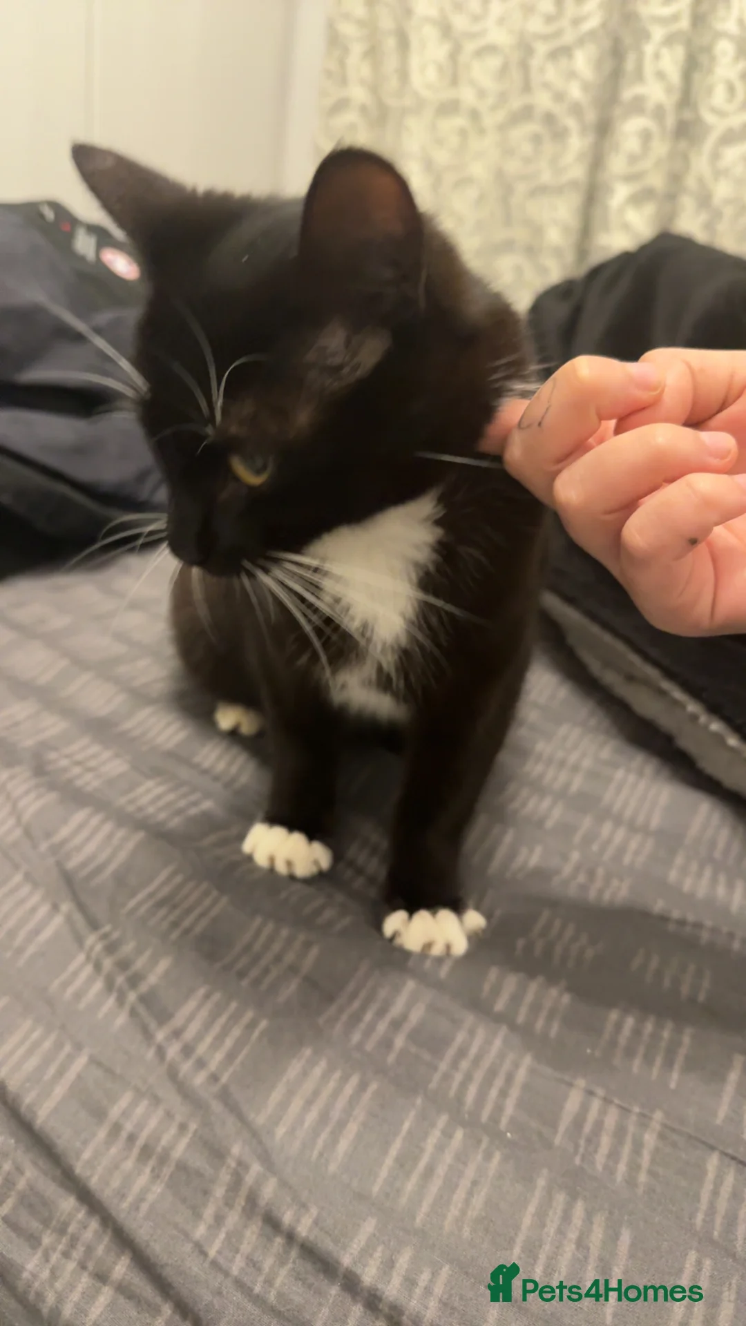 Mixed Breed cats for sale: Female kitten available in Southall - Advert 1