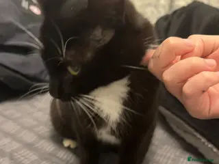 Mixed Breed cats Female kitten available - Advert 1