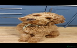 Goldendoodle dogs for sale: 🐶🐾🐶AUSTRALIAN DOUBLE DOODLE PUPPIES🐶🐾🐶 - Image 8