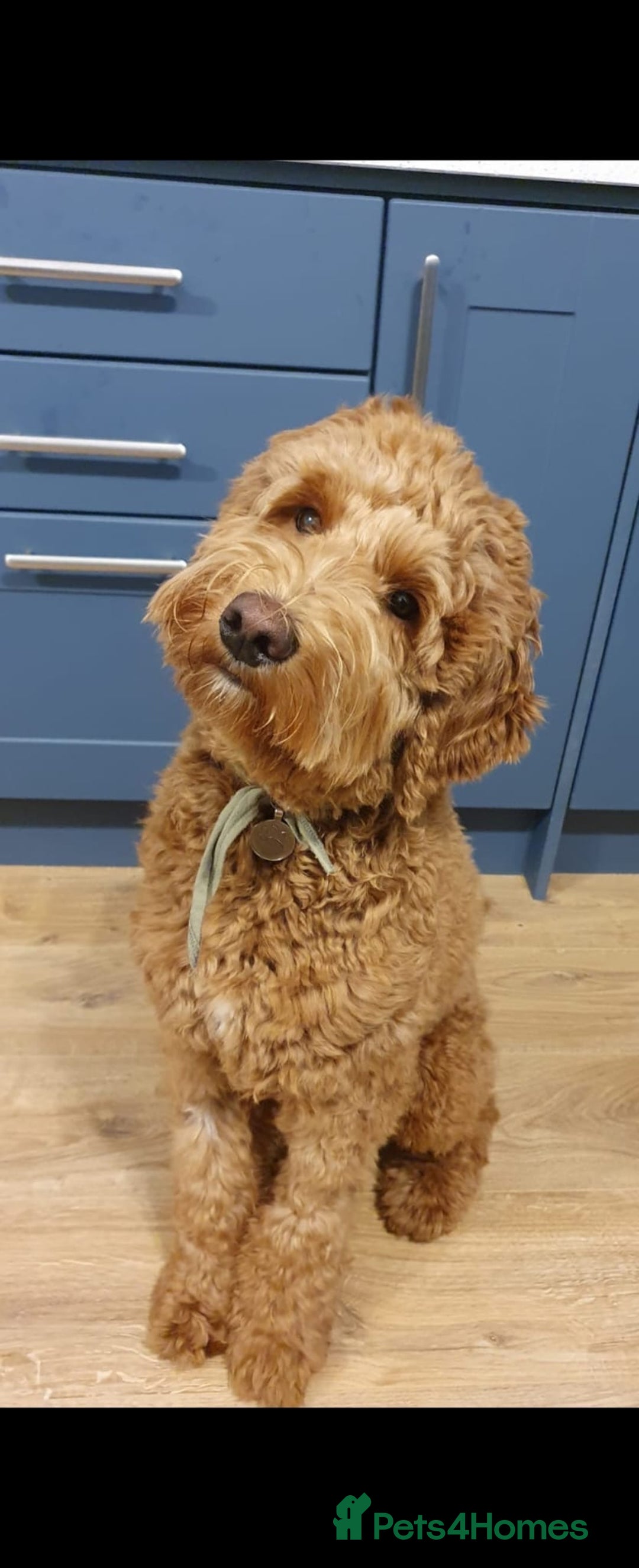 Goldendoodle dogs for sale: 🐶🐾🐶AUSTRALIAN DOUBLE DOODLE PUPPIES🐶🐾🐶 - Image 8