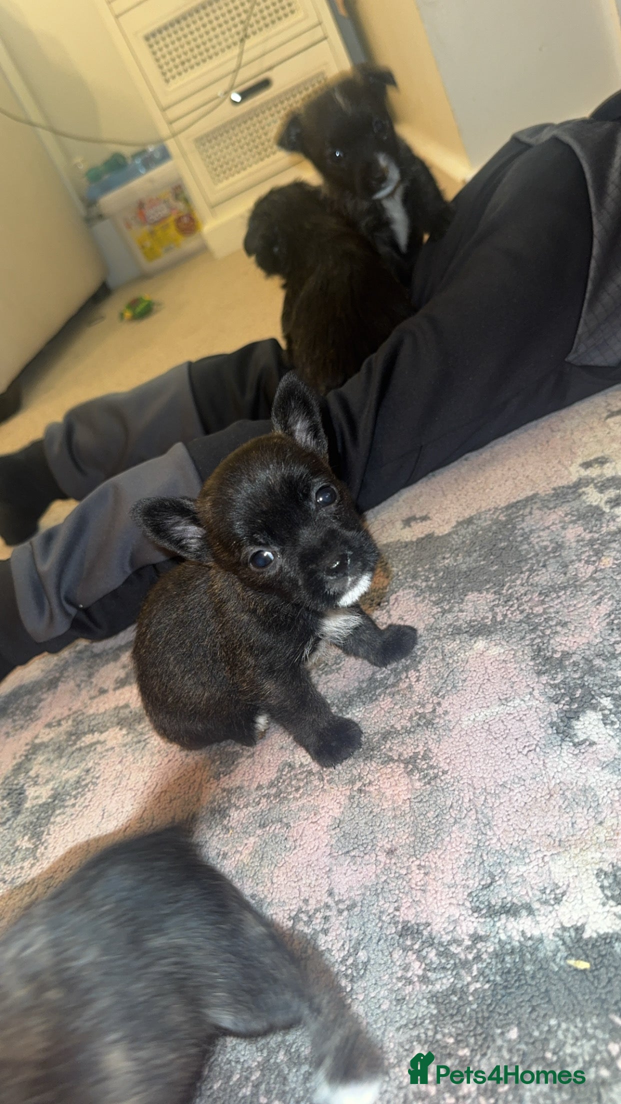 Mixed Breed dogs West highland cross Scottish terriers 2 left!  - Advert 10