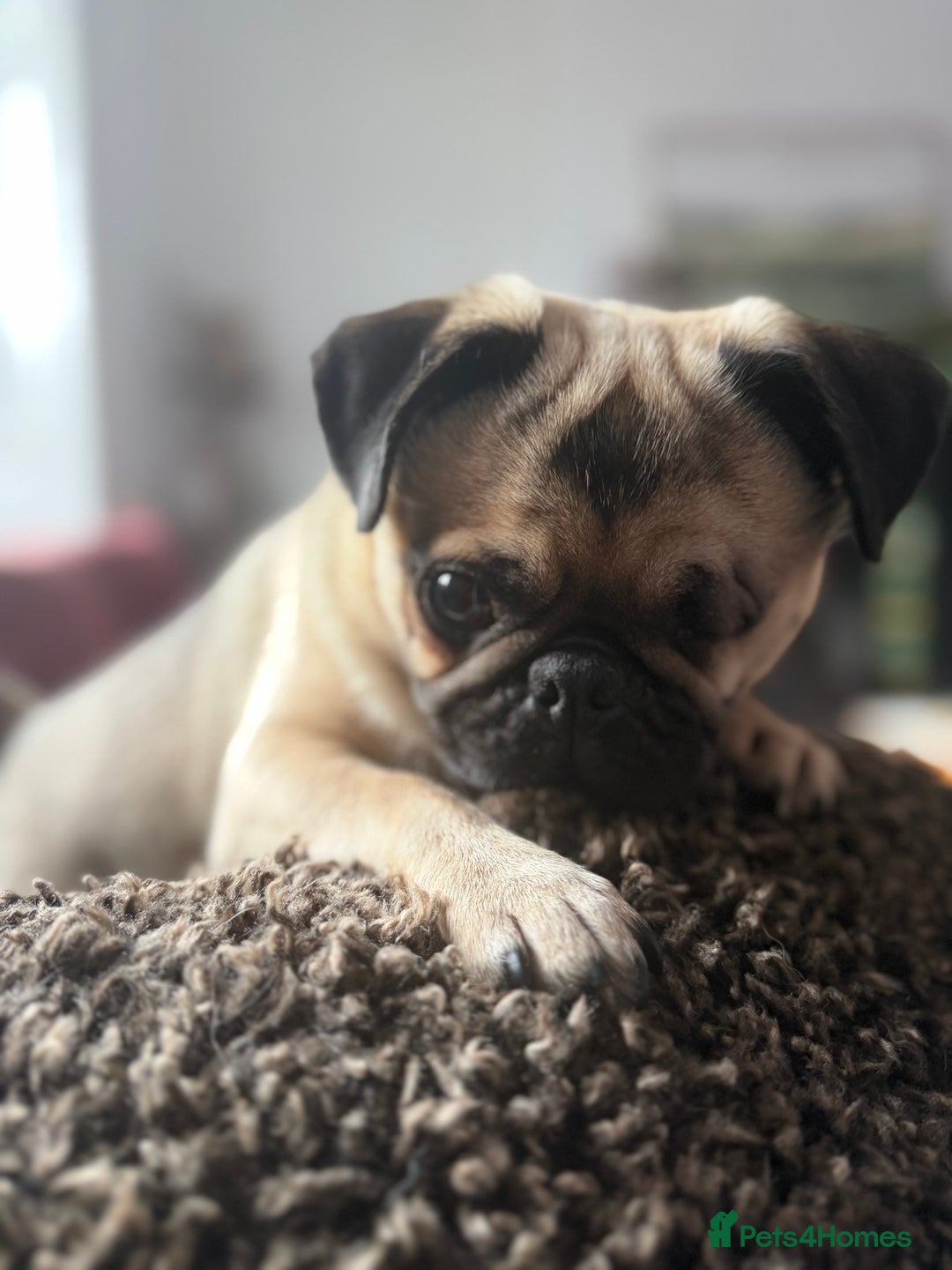 Pug dogs for sale: Bear, the Pug  - Advert 2