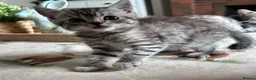 Scottish Fold cats for sale: 1 Scottish Straight boy ready now reduced - Advert 7