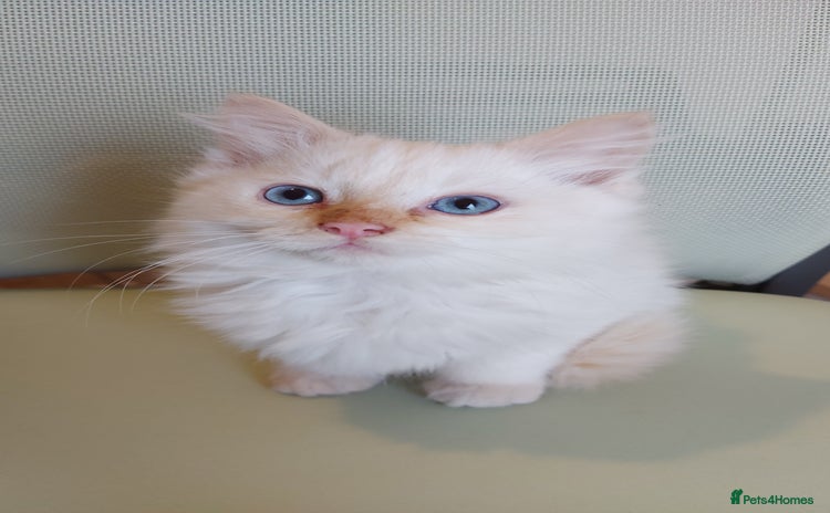 Siamese cats - Advert 4