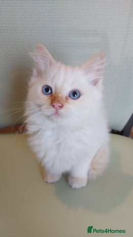 Siamese cats - Advert 4