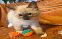 Ragdoll cats for sale: Adorable pure Ragdoll kittens boys and girls - Image 3