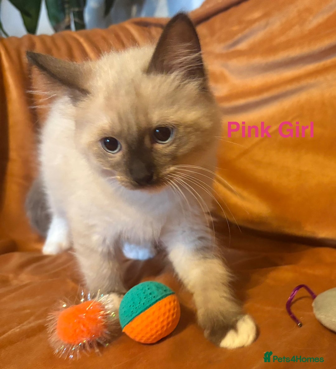 Ragdoll cats for sale: Adorable pure Ragdoll kittens boys and girls - Image 3
