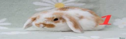 Mini Lop rabbits for sale: Friendly handled babies ready now - Advert 6