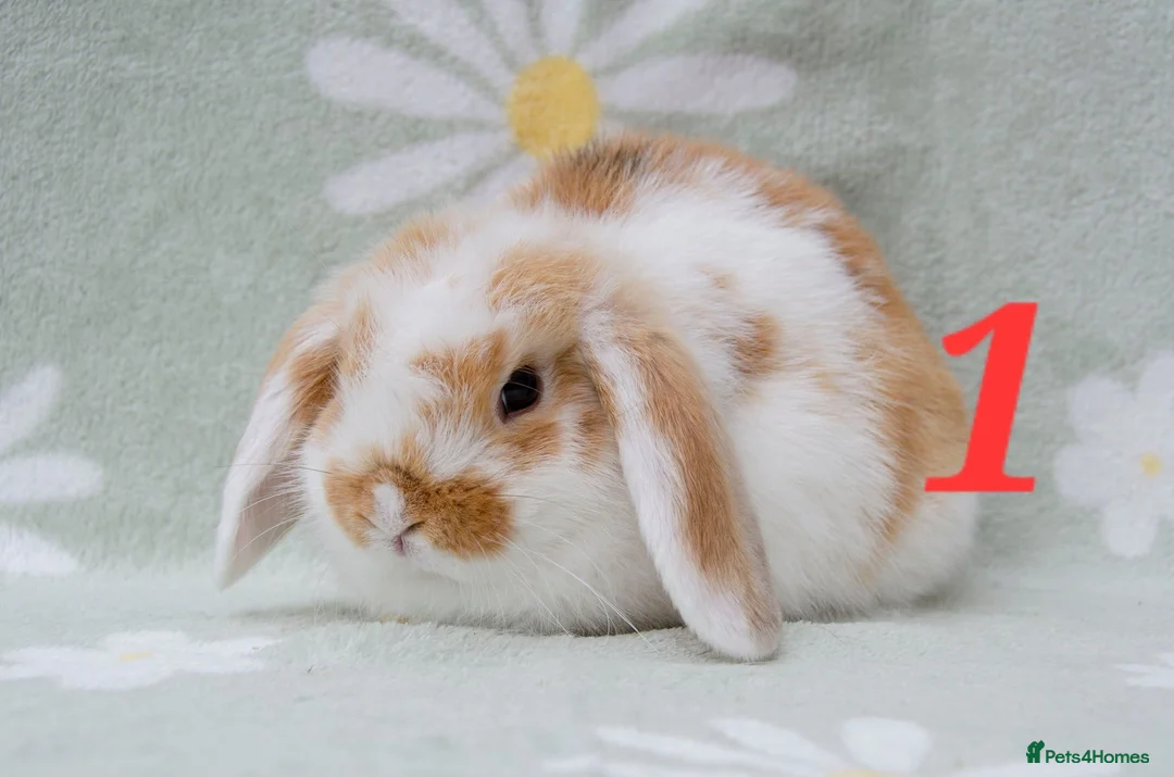 Mini Lop rabbits for sale: Friendly handled babies ready now - Advert 6