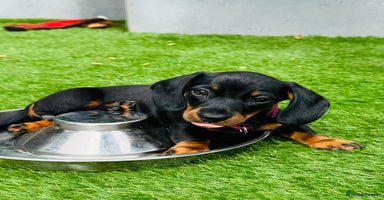 Miniature Dachshund dogs - Advert 4