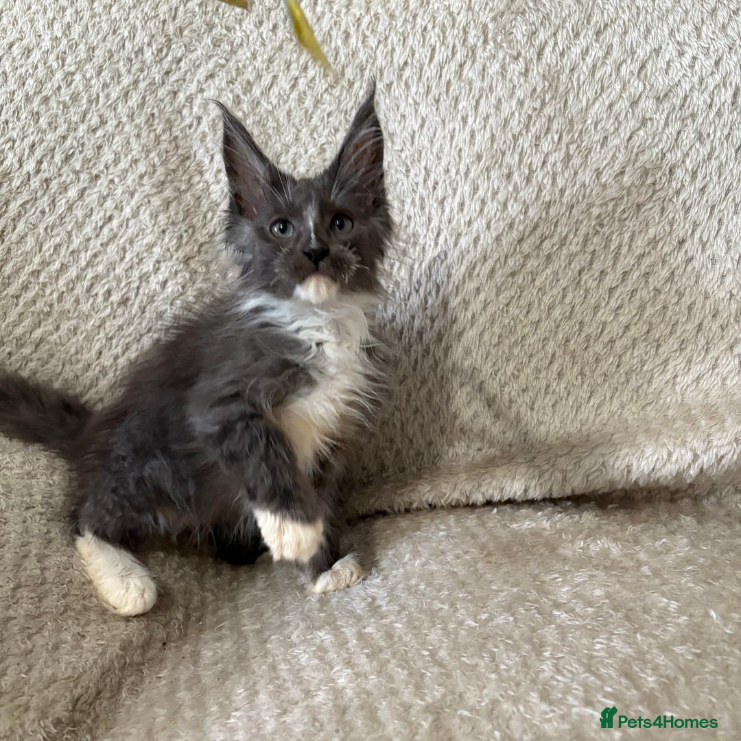 Maine Coon cats for sale: Reduced Pedigree GCCF registered kitten 1.6kg - Image 10
