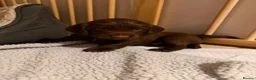 Cocker Spaniel dogs for sale: 6 Liver Cocker Spaniel Puppies - Advert 17
