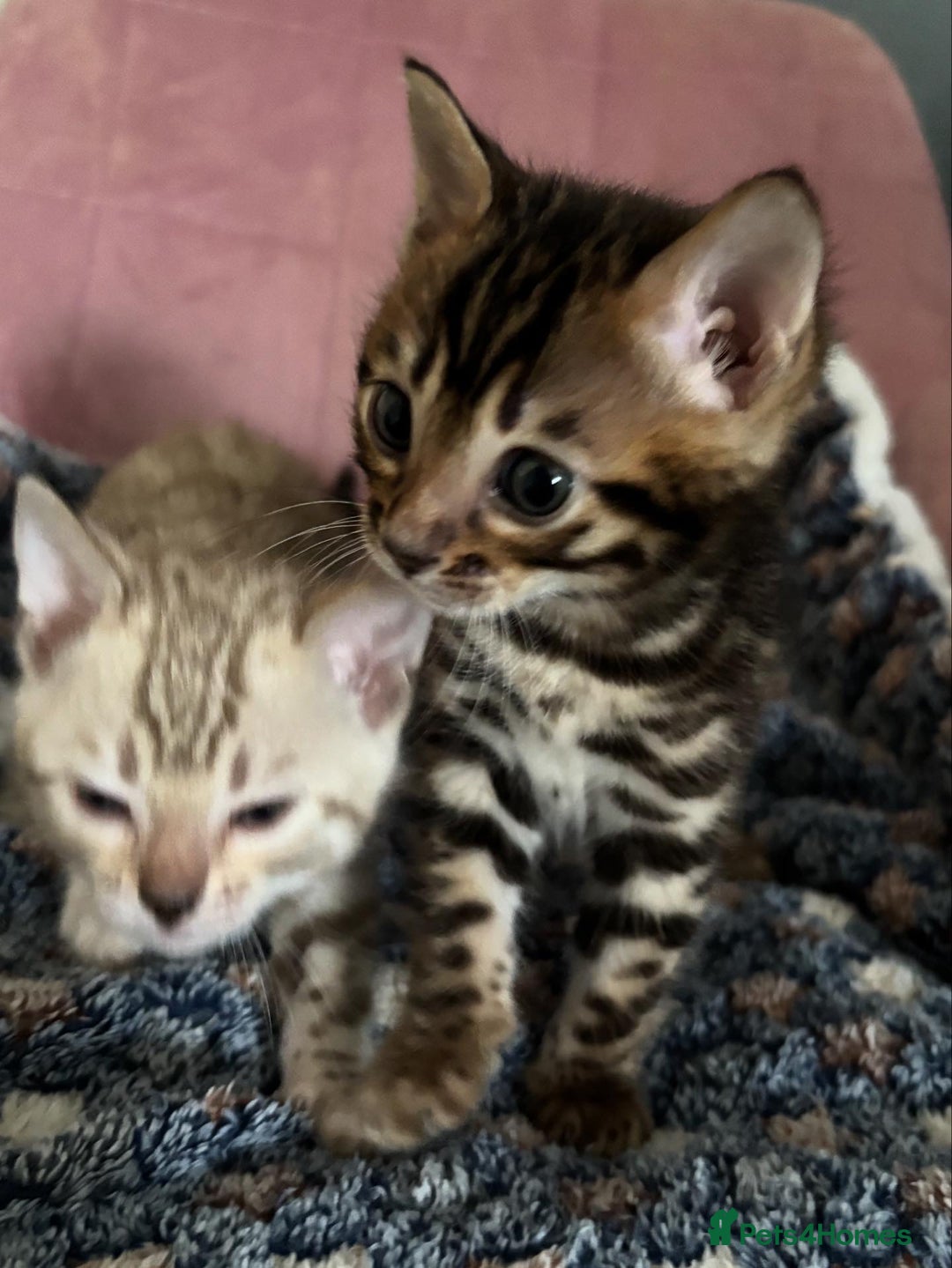 Bengal cats for sale: Stunning brown TICA reg boy bengal kitten - Image 9