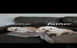 Bichon Frise dogs for sale: Bichon frise  - Image 11