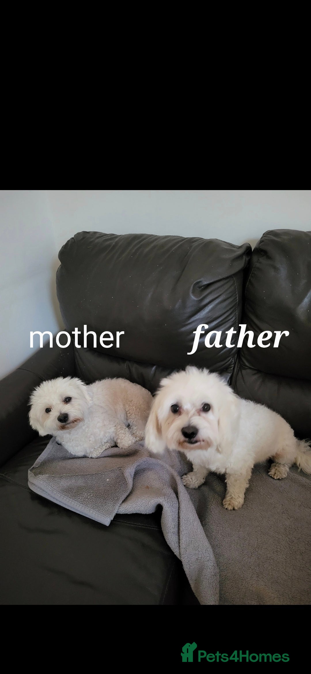 Bichon Frise dogs for sale: Bichon frise  - Image 11