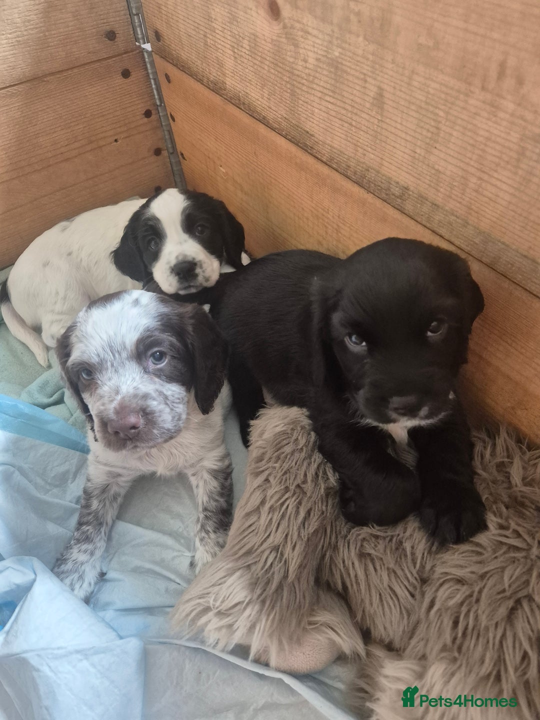 Cocker Spaniel dogs for sale: Beautiful chunky male cockers - Image 22