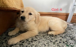 Golden Retriever dogs for sale: KC Registered Golden Retriver Puppies - Image 30