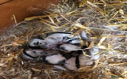 English Spot rabbits for sale: Baby English spot rabbits  in Wickford - Image 12