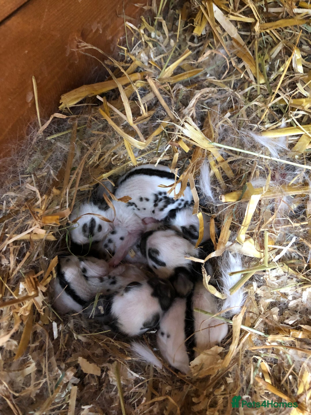 English Spot rabbits for sale: Baby English spot rabbits  in Wickford - Image 12