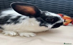 Lionhead rabbits for sale: ⭐️Pure Breed lionheads⭐️ in Halstead - Image 7