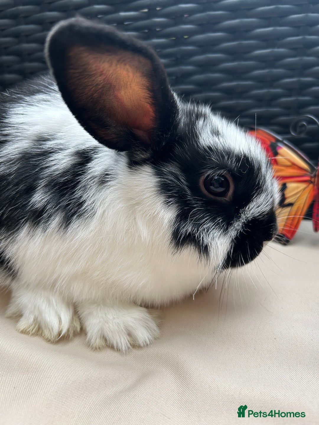 Lionhead rabbits for sale: ⭐️Pure Breed lionheads⭐️ in Halstead - Image 7