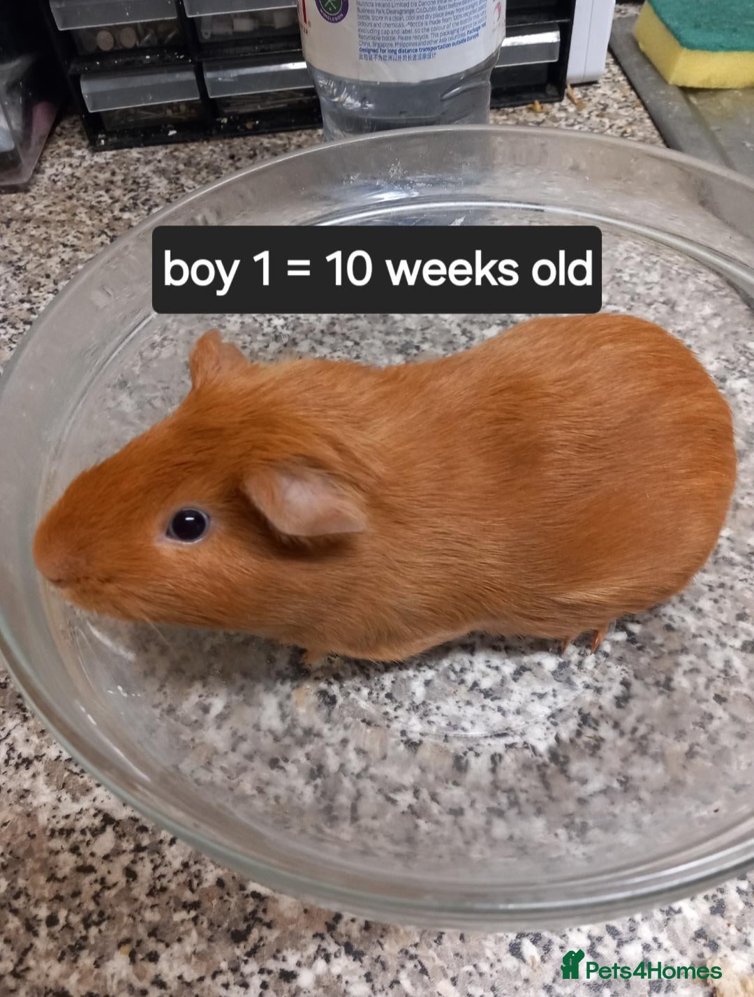 Guinea Pig rodents Pair Baby guinea pigs ready now  - Advert 19