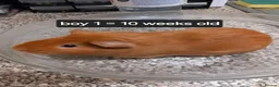 Guinea Pig rodents for sale: Baby guinea pigs ready now  - Advert 2