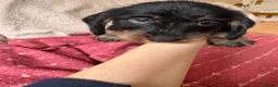 Dachshund dogs for sale: 5 Standard wire hair daschunds - Advert 11